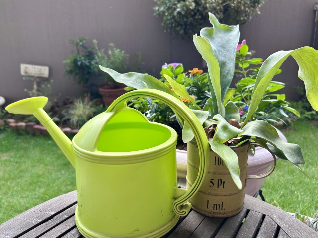 ガーデニングの写真