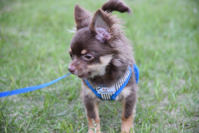 知っておきたいドッグラン用人工芝のデメリット