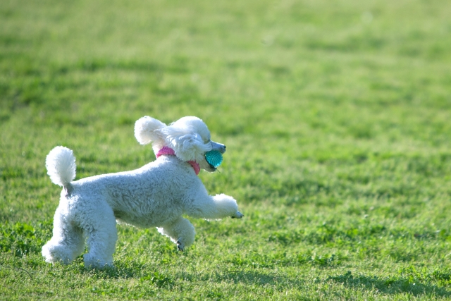 ドッグランに人工芝を敷くメリット